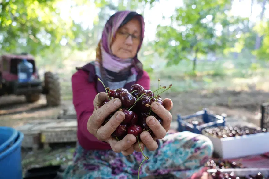 Kilosu 60 liradan alıcı buluyor! Bursa'dan dünyaya yayılıyor, 50 yıllık hikayesi var 11