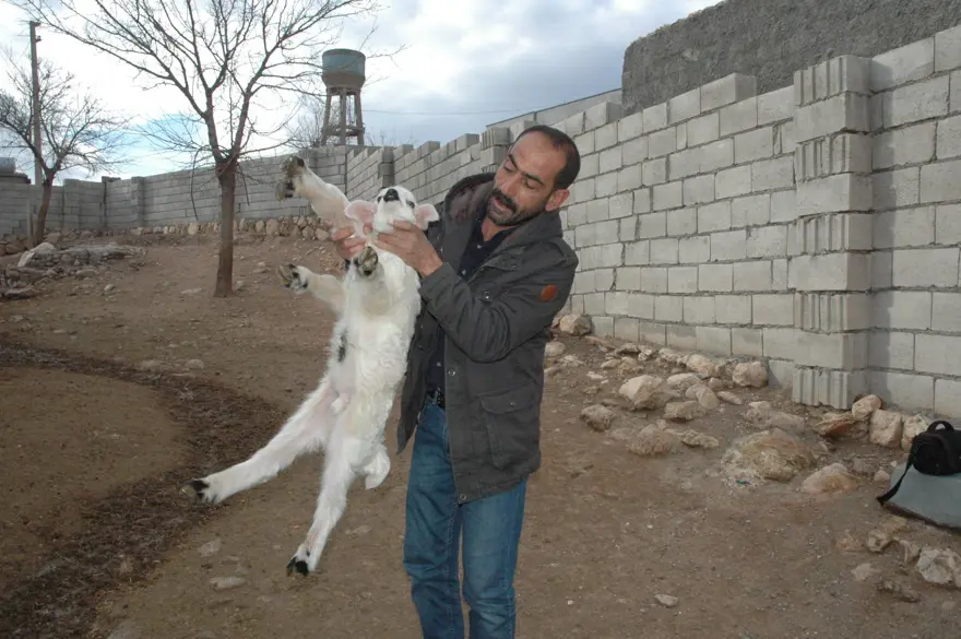 Diyarbakır'da 6 ayaklı doğan kuzu görenleri şaşırtıyor 8 Diyarbakır'da 6 ayaklı doğan kuzu görenleri şaşırtıyor 8