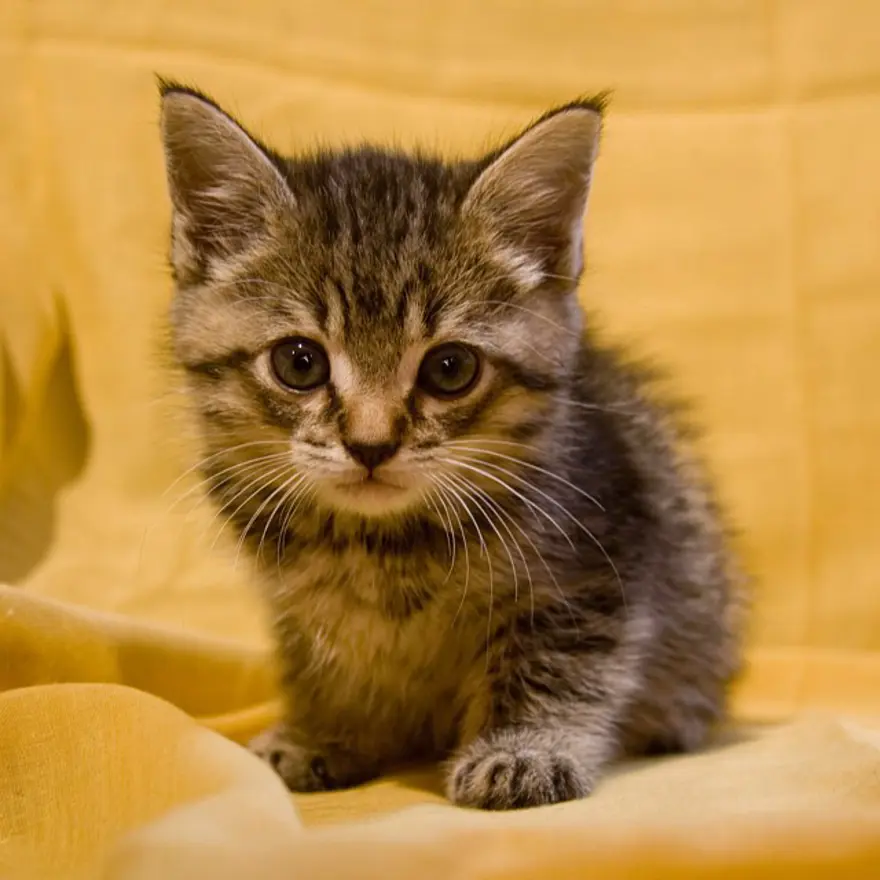 Hayatını kedileri kurtarmaya adadı 28