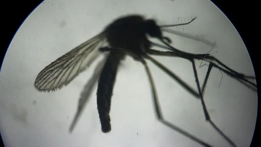 AEDES SİVRİSİNEK ISIRIĞI NASIL GEÇER? 4