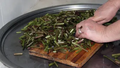 Doğanın şifa kaynağı: Haziran ayına kadar toplanıyor, yıl boyunca tüketiliyor