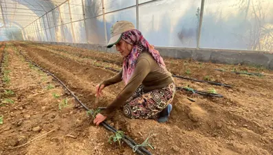 Fideler toprakla buluştu:  Her gün 6 saat çalışıyorlar