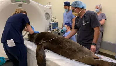 Domuzdan alınan beyin hücreleri ile deniz aslanın epilepsisi tedavi edildi: Sırada insanlar var