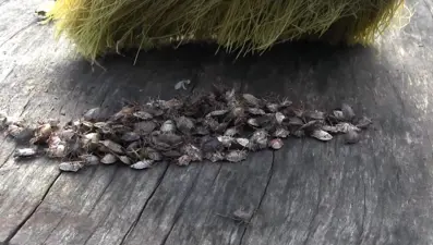 Karadeniz'de "istilacı böcek" kabusu | 14 bin yumurta bırakıyor