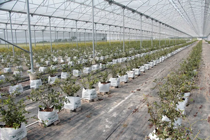 Adana'da yaban mersini üretildi: Kilosu tarlada 160 TL'ye satılıyor 