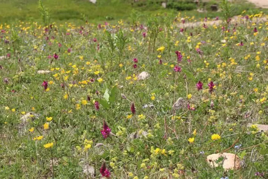 Anzer balında üretim sezonu açıldı 14