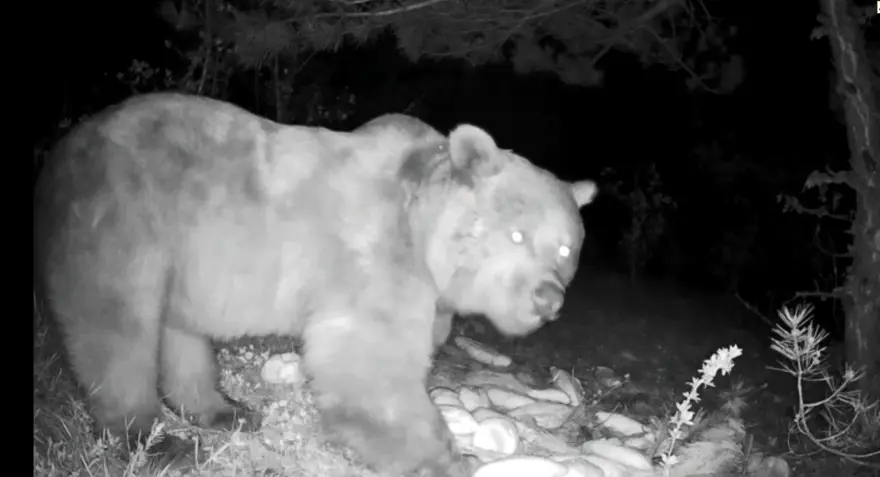 Fotokapana takılan yaban hayvanlarından belgesellik görüntüler 5