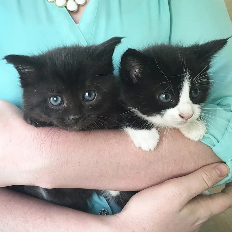 Hayatını kedileri kurtarmaya adadı 160