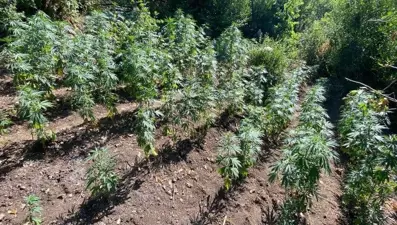 Soma'da fotokapanlı kenevir operasyonu: 1 gözaltı