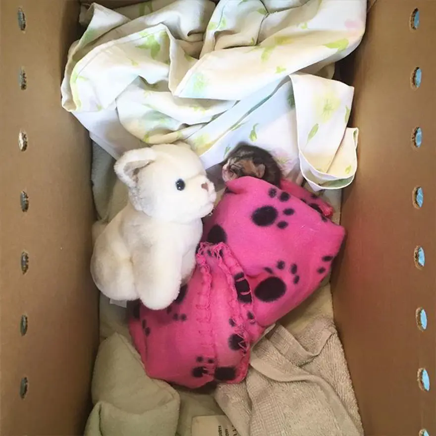 Hayatını kedileri kurtarmaya adadı 271