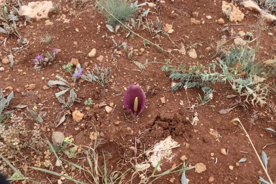 Mantar toplarken gördü, adını tarihe yazdırdı: Çiğ yendiğinde çok zehirli 7