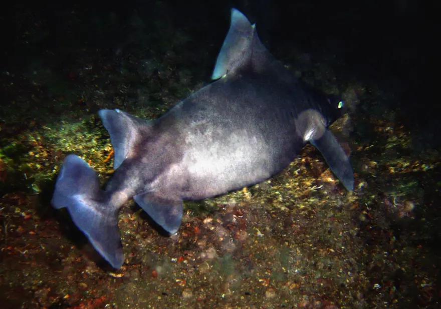 "KİTLELER HALİNDE KIYILARA GÖÇ EDİYORLAR" 3