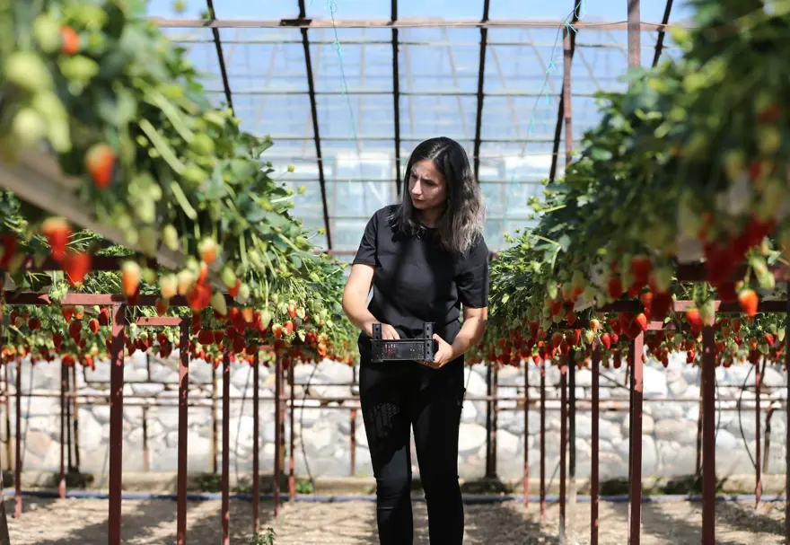 Sıfırdan başladılar, kendi işlerinin patronu oldular: 2 arkadaş kurdukları serada üretiyor 2
