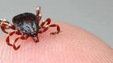Sivas'ta kene can aldı