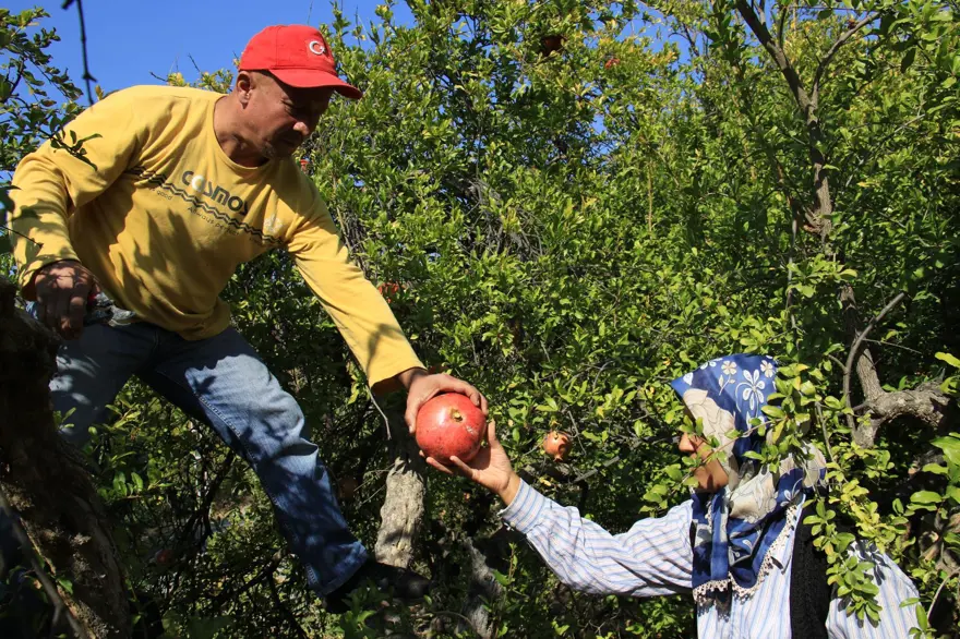 Bu narların tanesi 1,5 kilo 6 Bu narların tanesi 1,5 kilo 6