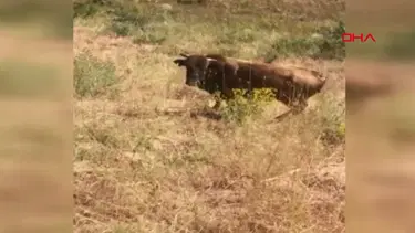 Kurban Bayramı'nda kaçan boğa yaylada bulundu