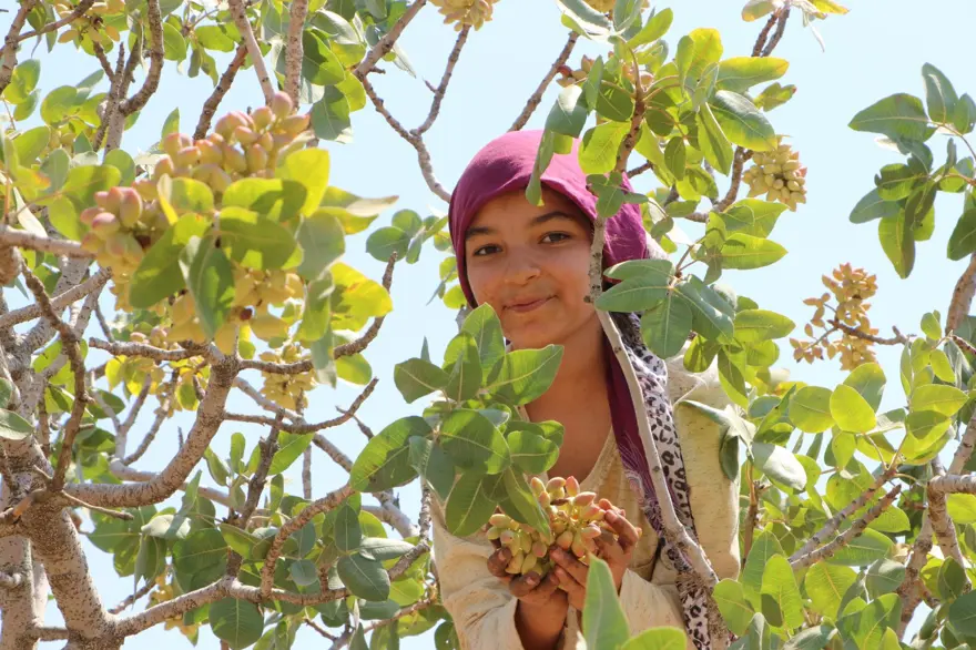 Sabah ve akşam dallardan toplanıyor: 1 ila 3 hafta devam edecek Sabah ve akşam dallardan toplanıyor: 1 ila 3 hafta devam edecek