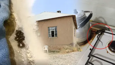 Bir evden 100 yılan çıktı