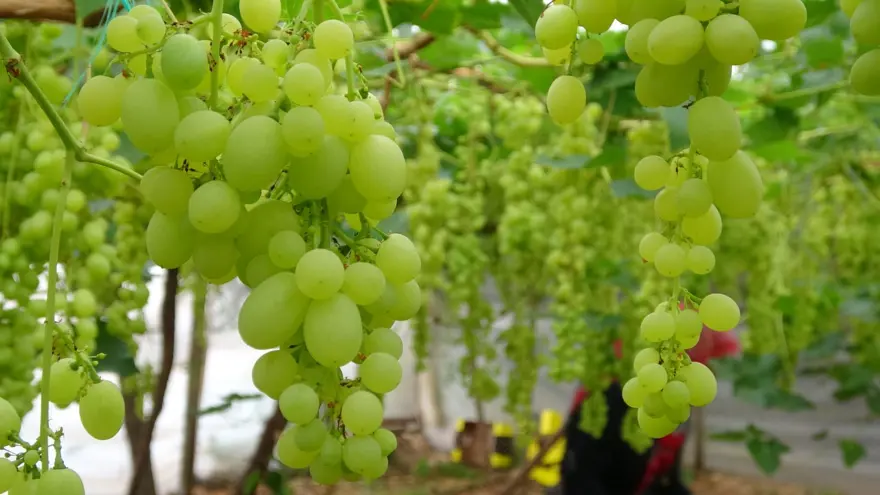 Zirai don meyve fiyatlarını vurdu: İlk ürünler 250 TL'den alıcı buluyor 4