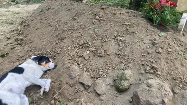 Duygulandıran fotoğraf: Teo sahibinin mezarının başından ayrılmadı
