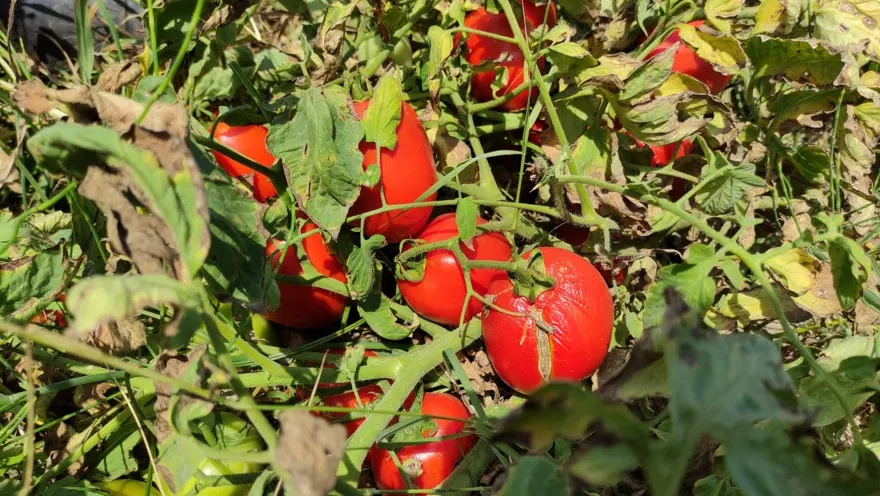 Salçalık domates tarlada 50 kuruş, salçanın kilosu ise markette 12 lira 13 Salçalık domates tarlada 50 kuruş, salçanın kilosu ise markette 12 lira 13