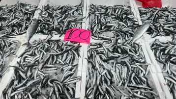 Fiyatı 100 liraya kadar düştü: Bolluk olunca ilgi arttı