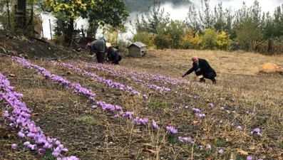 Adana'da safran hasadı başladı (Gramı 50 TL)