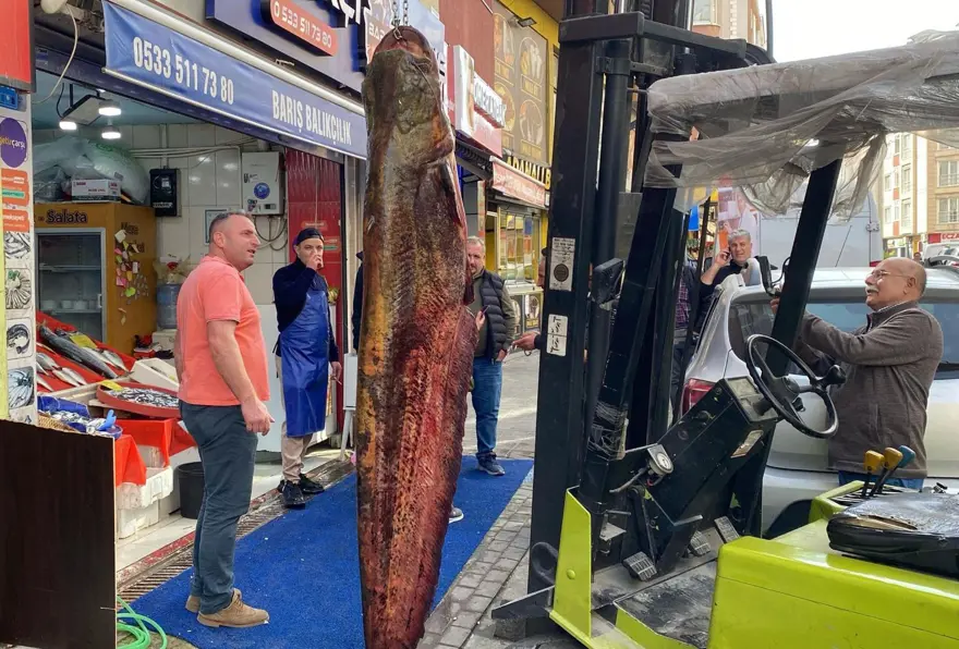 Meriç Nehri’nde yakalandı, tam 3 metre: Kilosu 450 liradan satışta 