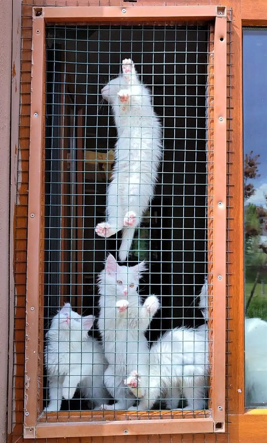 Van kedileri için koruma projesi: Yavru sayıları her yıl artacak 8 Van kedileri için koruma projesi: Yavru sayıları her yıl artacak 8