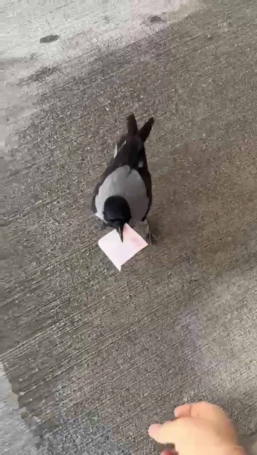 Poğaçayla besliyordu: Kargaya 10 TL'sini kaptırdı 1 Poğaçayla besliyordu: Kargaya 10 TL'sini kaptırdı 1