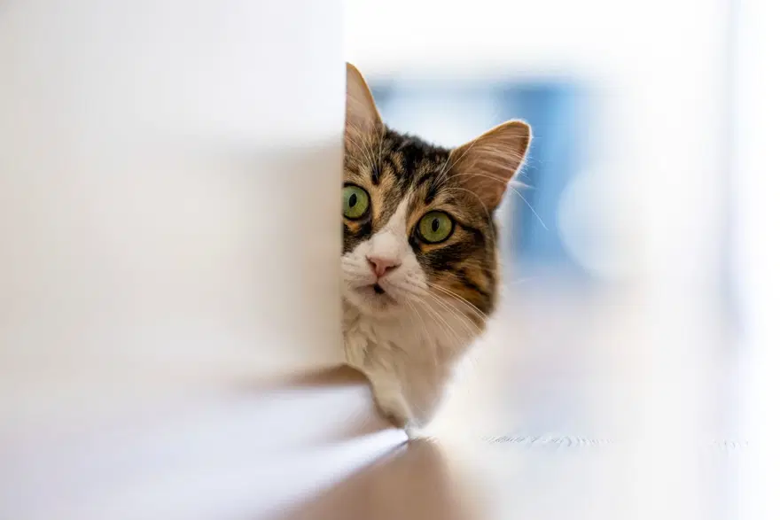 Kedilerle ilgili eğlenceli gerçekler (8 Ağustos Uluslararası Kedi Günü) 3 Kedilerle ilgili eğlenceli gerçekler (8 Ağustos Uluslararası Kedi Günü) 3