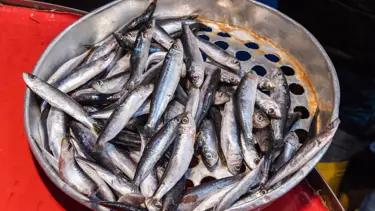 Bakan Pakdemirli: Hamside av yasağı süresi 10 gün daha uzayabilir