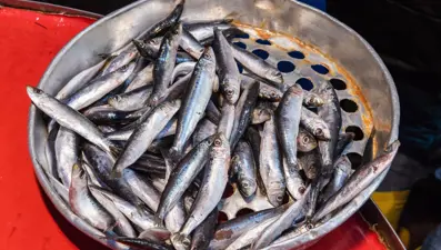 Bakan Pakdemirli: Hamside av yasağı süresi 10 gün daha uzayabilir