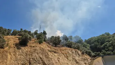 Aydın'da zeytinlik alanda çıkan yangın kontrol altında