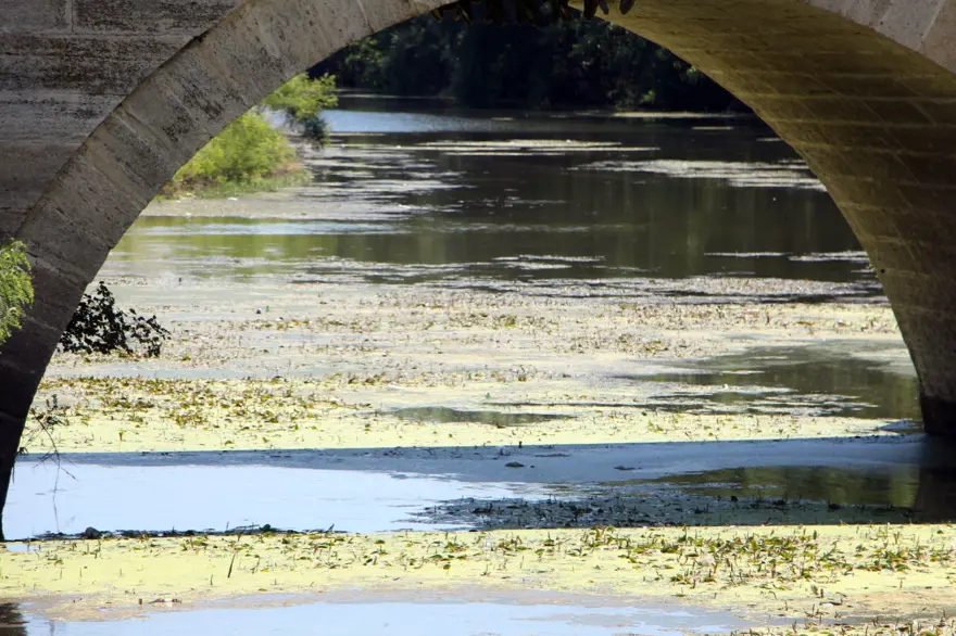 Debi düştü, Tunca Nehri yosunla kaplandı 6