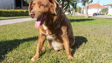 "Dünyanın en yaşlı köpeği" Bobi'nin unvanı geri alındı