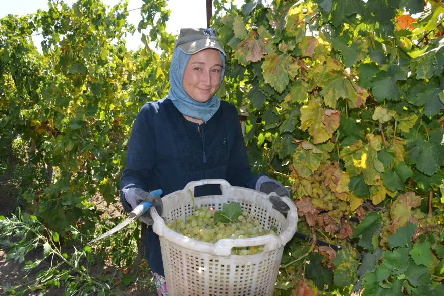 Hem hasat hem kurutma başladı: Üretimin yüzde 85'i yapılıyor 1