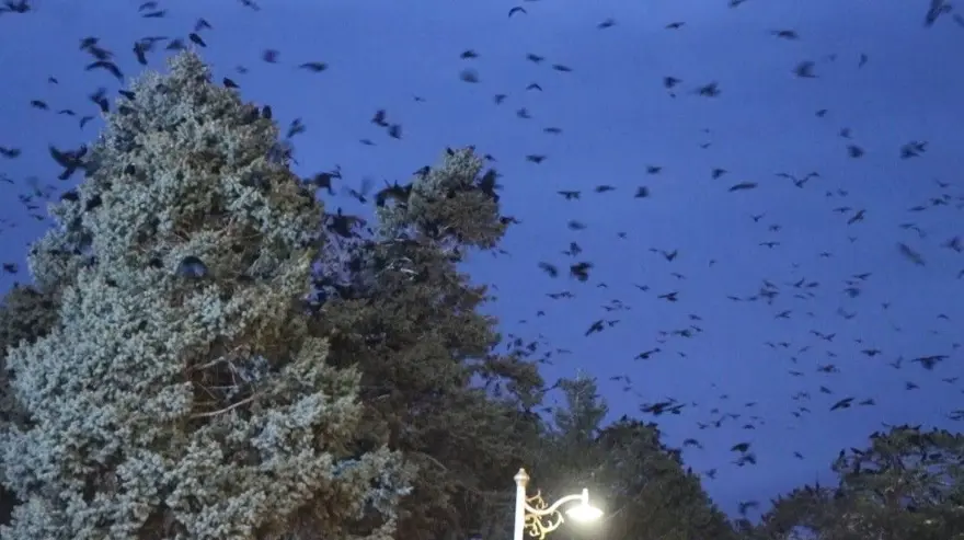 Erzincan'da karga istilası sürüyor! Saat 16-20 arası binlercesi akın ediyor! 