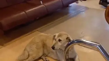 Kadıköy-Beşiktaş vapurunda sokak köpeği krizi