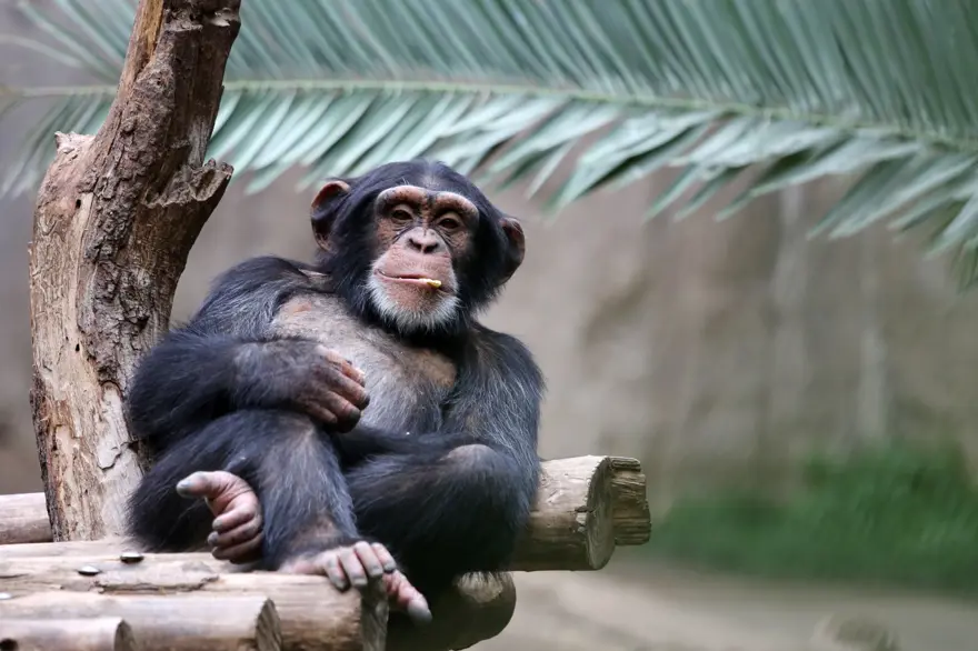 Maymunlar da tıpkı insanlar gibi mizah duygusuna sahip, şaka yapıyor, alay ediyorlar 