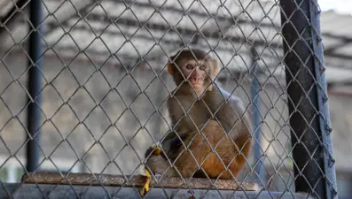 Şiddet mağduru maymun koruma altında
