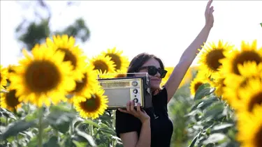 Trakya'da "gündöndü" tarlaları agro turizmine katkı sunuyor