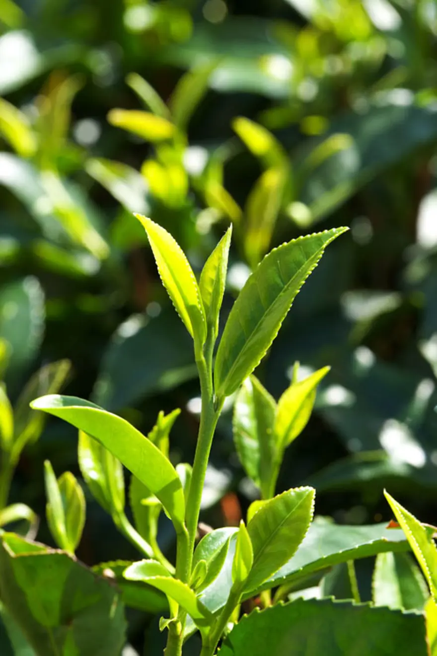 Yeşil çayın faydaları nelerdir? (Neden yeşil çay içmeliyiz?) 3 Yeşil çayın faydaları nelerdir? (Neden yeşil çay içmeliyiz?) 3
