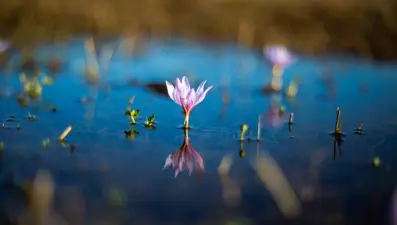 Kışı çetin geçen Ardahan'da kardelenler açtı