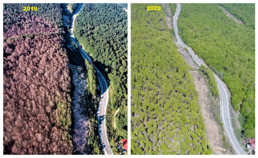 Tırtıl istilasına uğrayan ormanlar yeniden yeşerdi Tırtıl istilasına uğrayan ormanlar yeniden yeşerdi