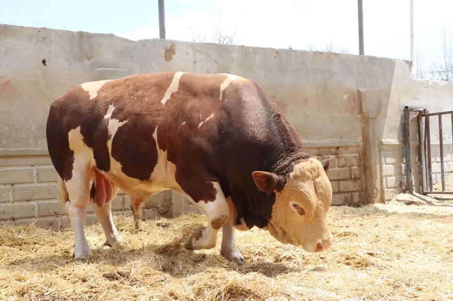 Şampiyon boğa 'Poyraz', 540 bin TL'ye alıcısını buldu: 1,5 ton ağırlığında 2 Şampiyon boğa 'Poyraz', 540 bin TL'ye alıcısını buldu: 1,5 ton ağırlığında 2