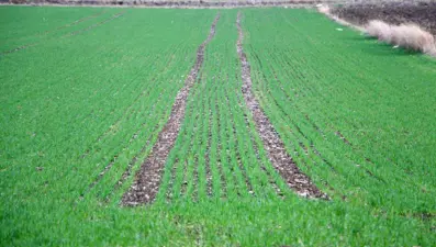 Trakya Bölgesi 10 günde 158 kilo yağış aldı, tarlalar yeşerdi