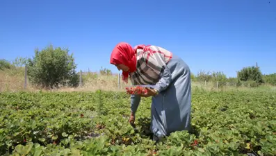 Kayısıya alternatif üretti şimdi siparişlere yetişemiyor