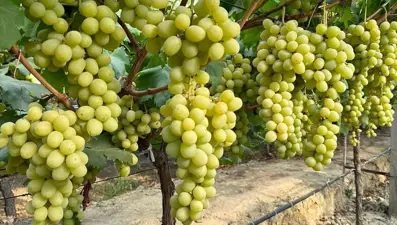 "Sonbaharın Kralı" hızla yaygınlaşıyor: Autumn King hem iri taneli hem de çekirdeksiz