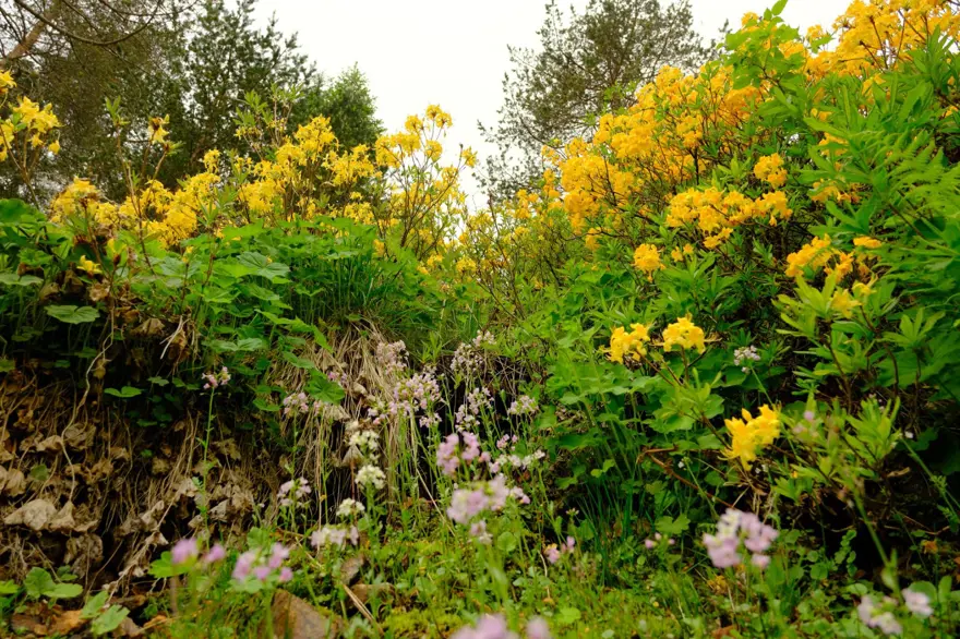 ''Sarı komar'' adıyla da biliniyor: Zigana Dağı'nı altın gibi süsledi ''Sarı komar'' adıyla da biliniyor: Zigana Dağı'nı altın gibi süsledi